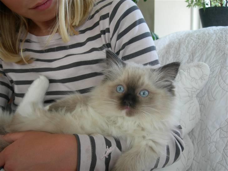 Ragdoll LadyCat MayPo - MayPo på arm!! billede 5