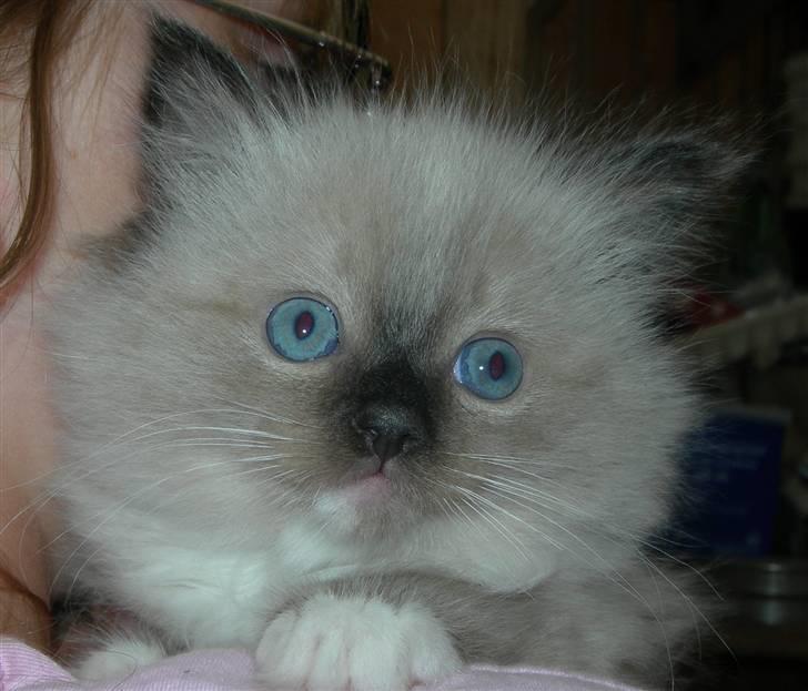 Ragdoll LadyCat MayPo - Sødeste MayPo billede 7