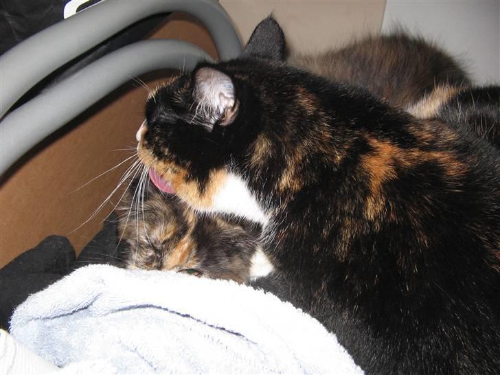 Maine Coon Mille - nyt Kisser er glad for sin "lillesøster" billede 15