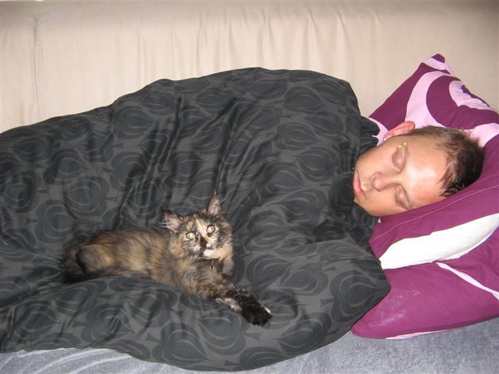 Maine Coon Mille - Nyt elsker at lægge hos min "far" billede 16