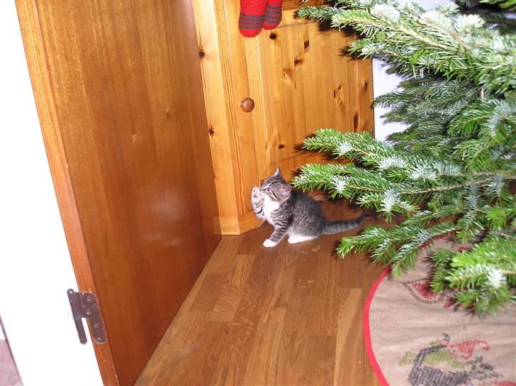 Huskat Pyrus - løbet hjemmefra:( - Et par dage gamle... billede 1