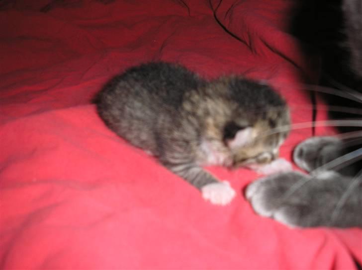 Huskat Pyrus - løbet hjemmefra:( - Et par dage gamle... billede 2