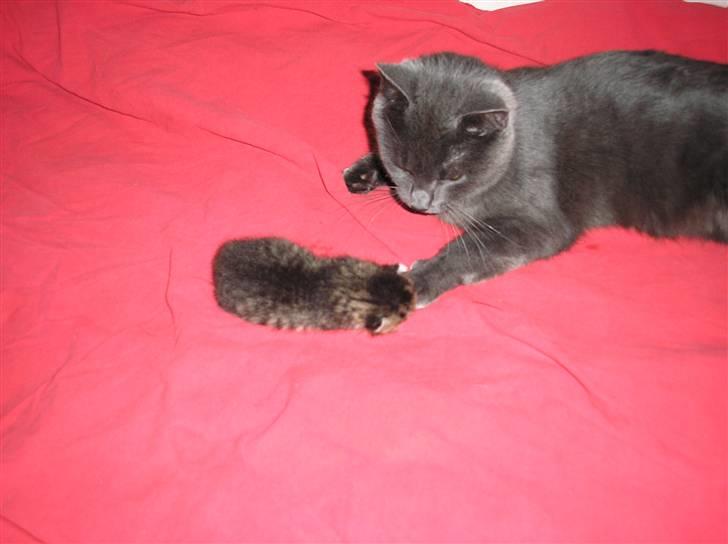 Huskat Pyrus - løbet hjemmefra:( - Hos mor et par dage gamle. billede 3