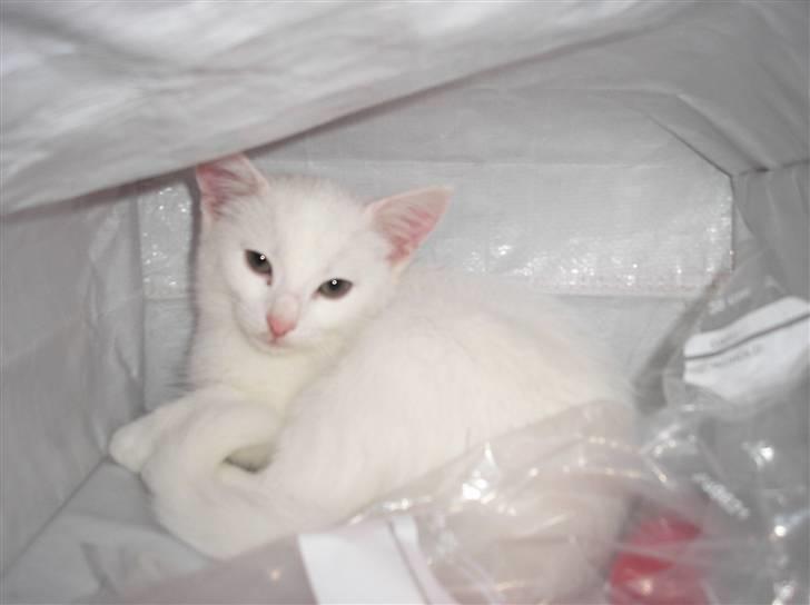 Huskat Kridte - Kridte der syntes hun skulle med til træning... :) billede 13