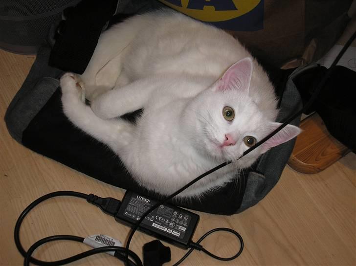 Huskat Kridte - Skal vi lave lektier mor... :) billede 14