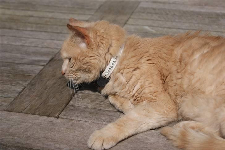 Blanding af racer Louie AFLIVET - NYT billede 20