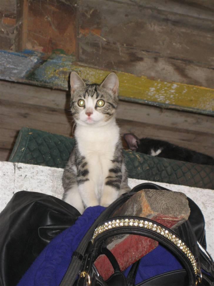 Blanding af racer Fede junior billede 1