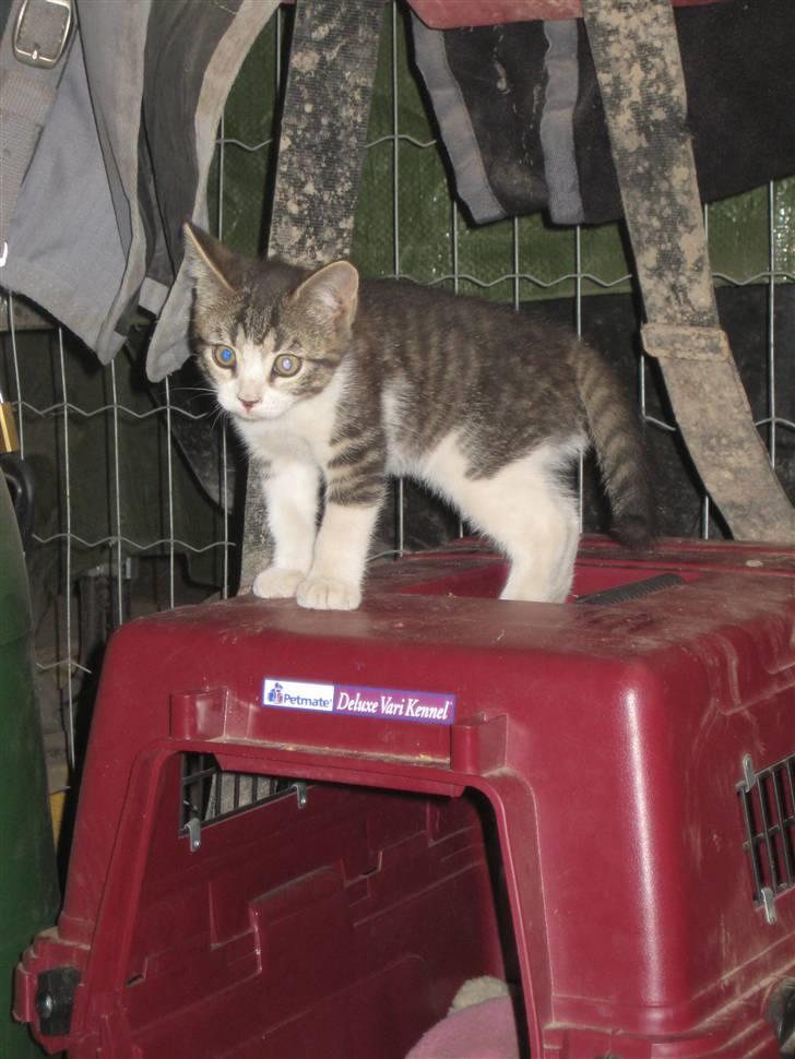 Blanding af racer Fede junior billede 2