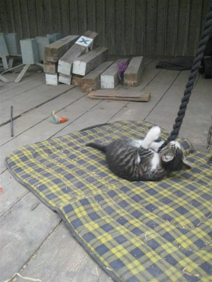 Blanding af racer Fede junior billede 3