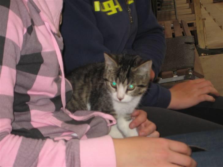 Blanding af racer Fede junior billede 4