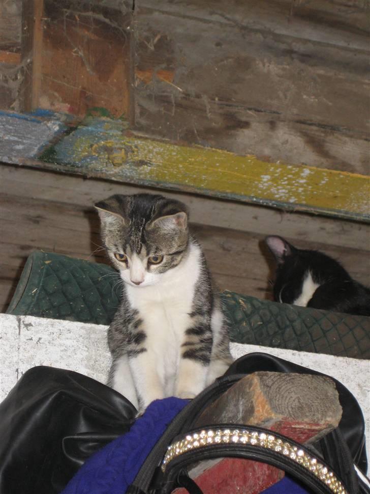 Blanding af racer Fede junior billede 5