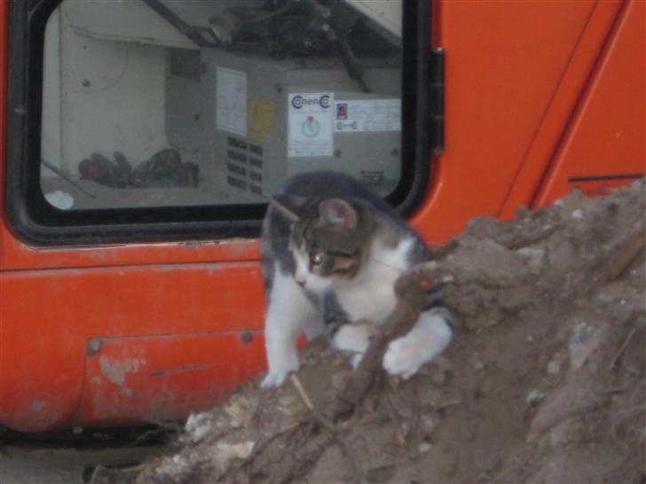 Blanding af racer Fede junior billede 6