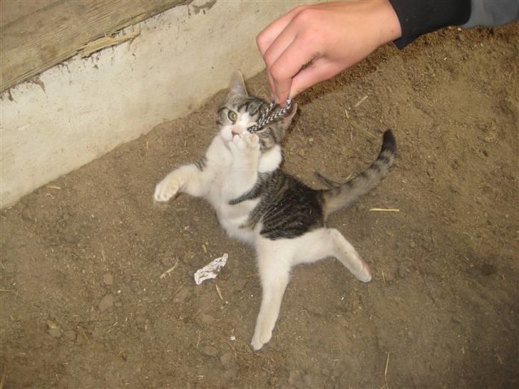 Blanding af racer Fede junior billede 7