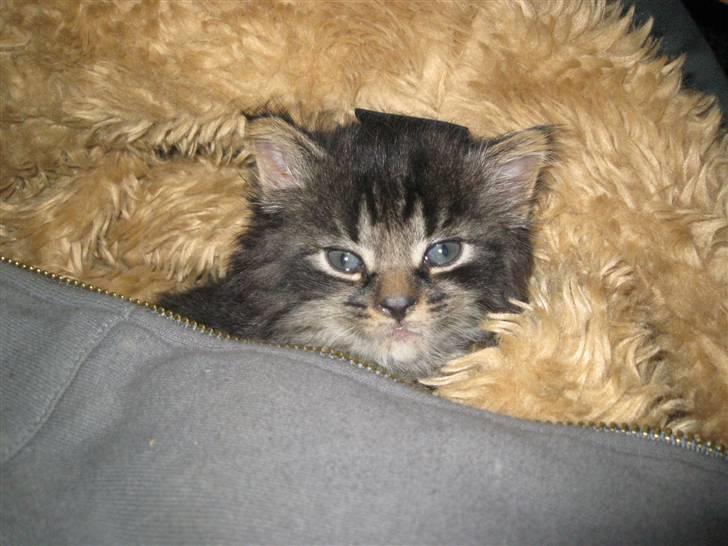 Blanding af racer Lille Miv billede 8