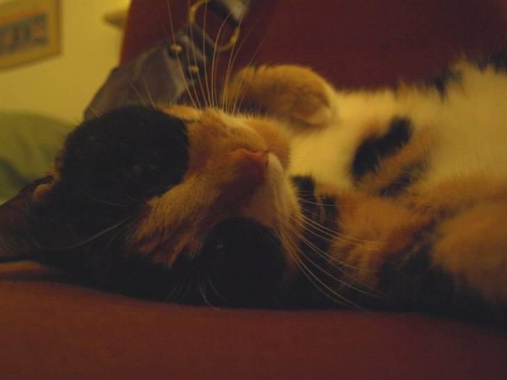 Huskat Wilma - 9. november: Wilma hygger sig gevaldigt på min kontorstol. :)  billede 9