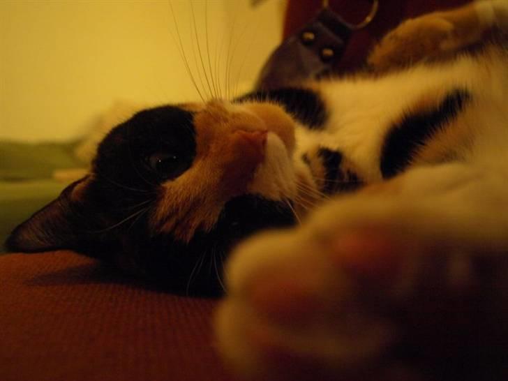 Huskat Wilma - 9. november: Dav med dig! :D billede 10