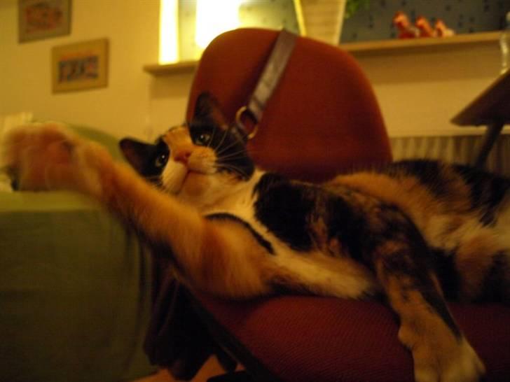 Huskat Wilma - 9. november: Nøøj, den snor er altså spændende. :b - Hit med den! billede 11