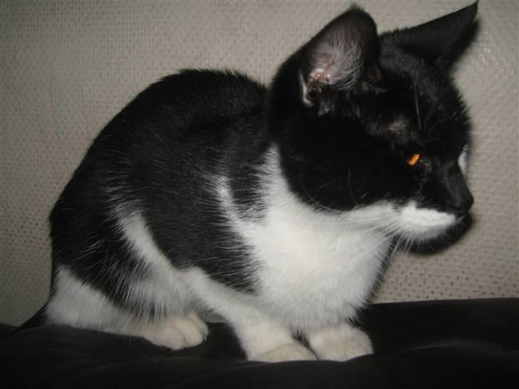 Huskat Mispigen billede 1