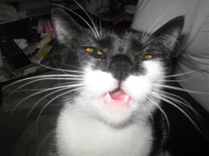 Huskat Mispigen billede 2