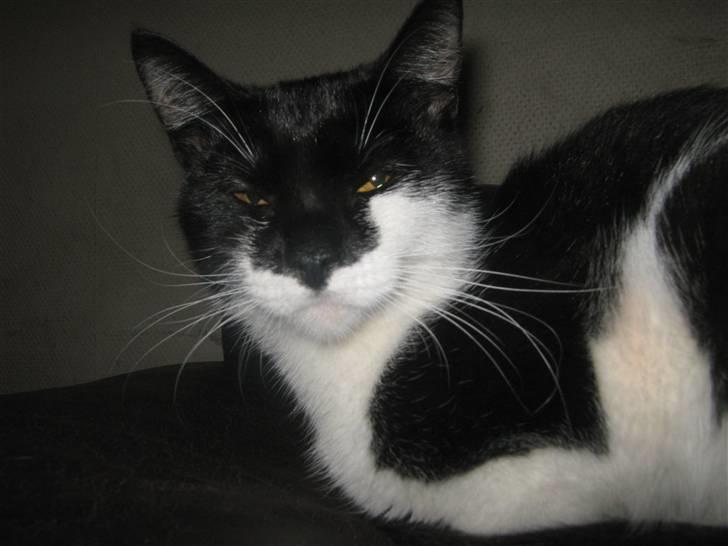 Huskat Mispigen billede 3