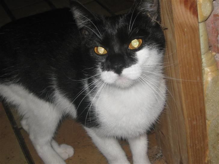 Huskat Mispigen billede 4