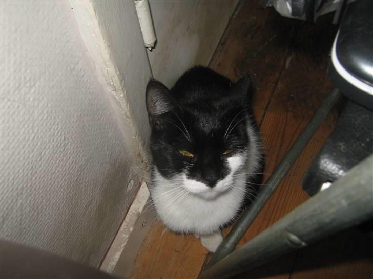 Huskat Mispigen billede 5