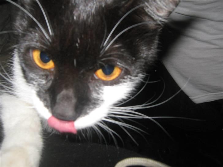 Huskat Mispigen billede 6