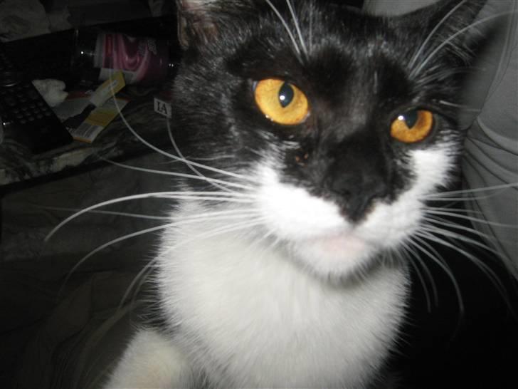 Huskat Mispigen billede 7