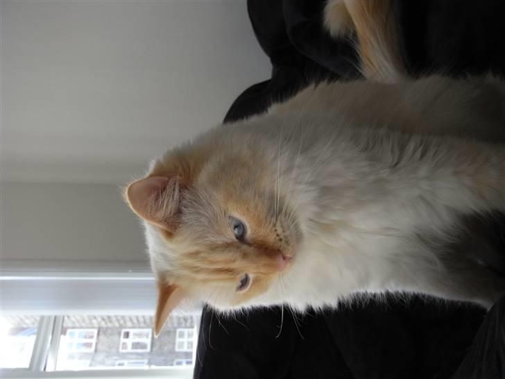 Ragdoll Enzo billede 1