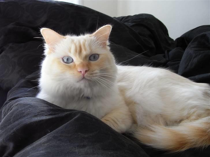 Ragdoll Enzo billede 2