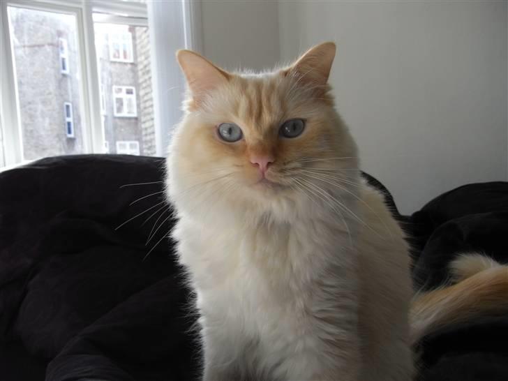 Ragdoll Enzo billede 3