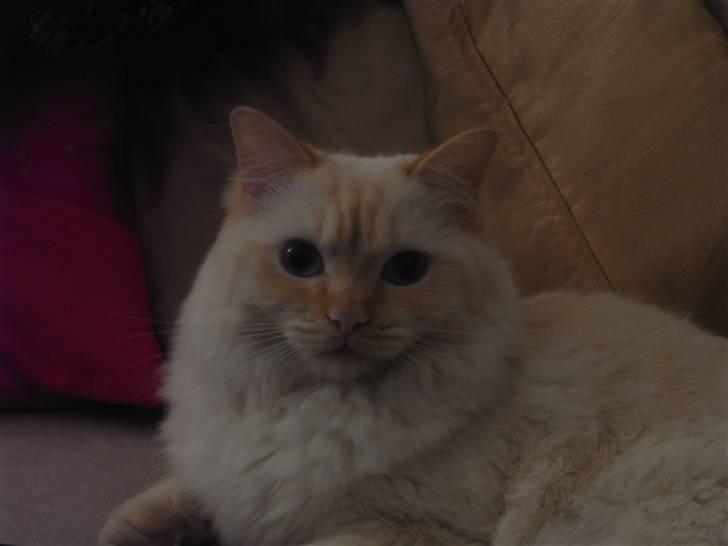 Ragdoll Enzo billede 4