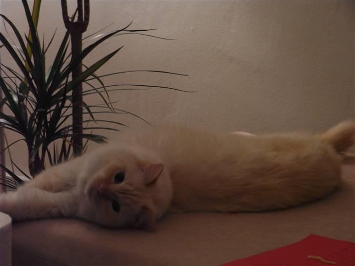 Ragdoll Enzo billede 5