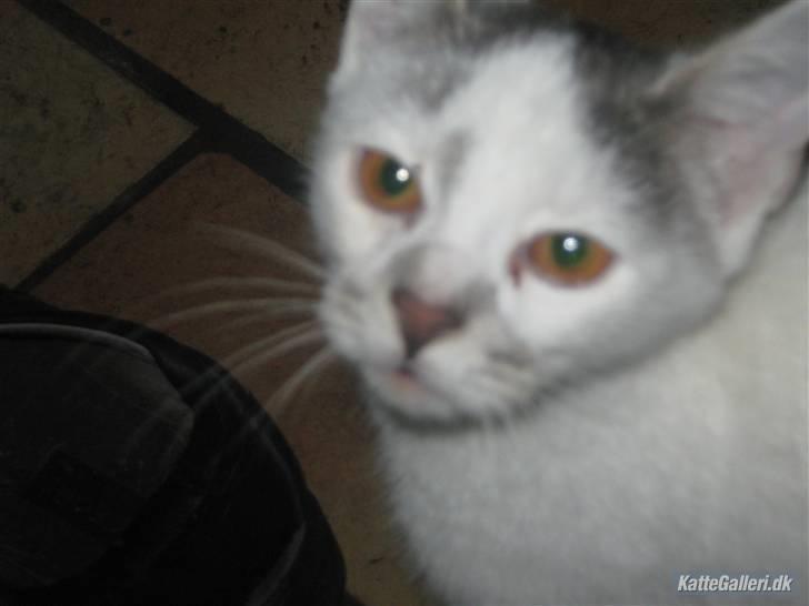 Huskat Pukkemis billede 1