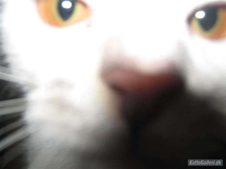 Huskat Pukkemis billede 2