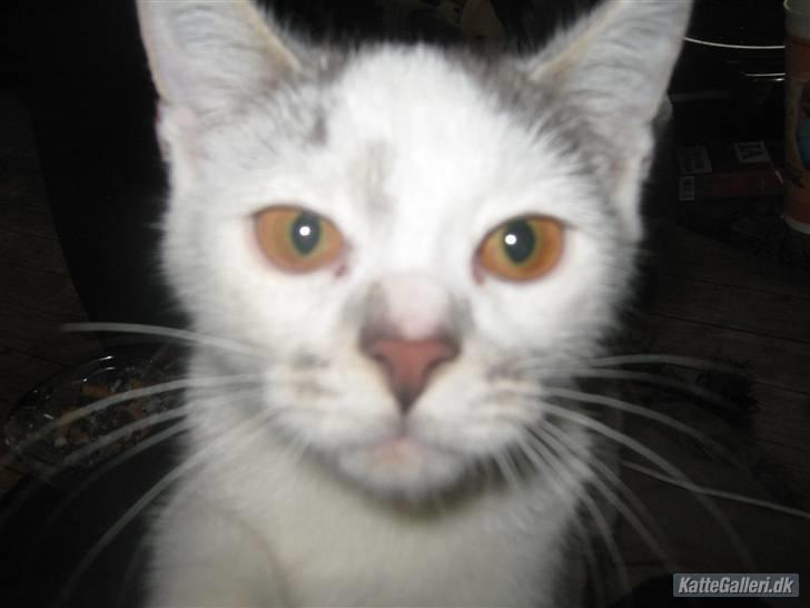 Huskat Pukkemis billede 3