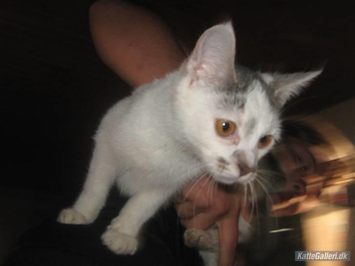 Huskat Pukkemis billede 4