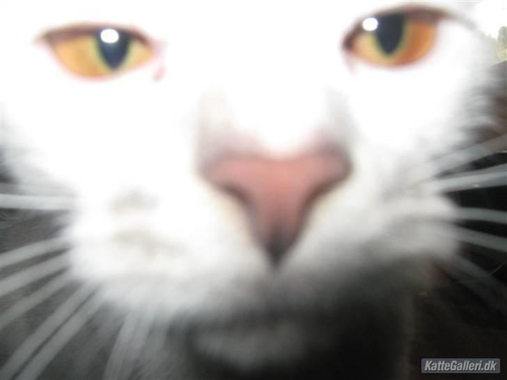 Huskat Pukkemis billede 5