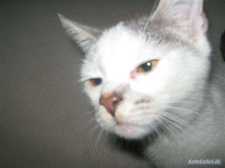 Huskat Pukkemis billede 6