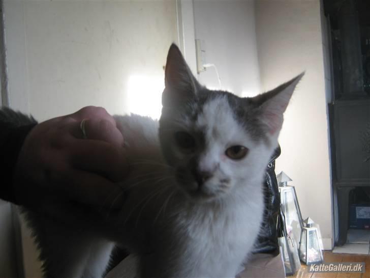 Huskat Pukkemis billede 7