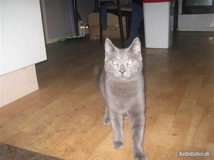 Blanding af racer Bobby billede 1