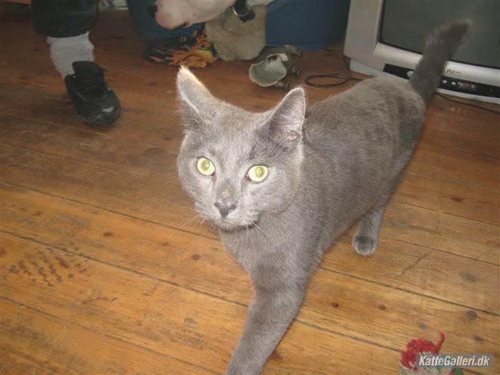 Blanding af racer Bobby billede 2