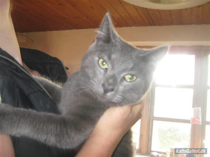 Blanding af racer Bobby billede 3