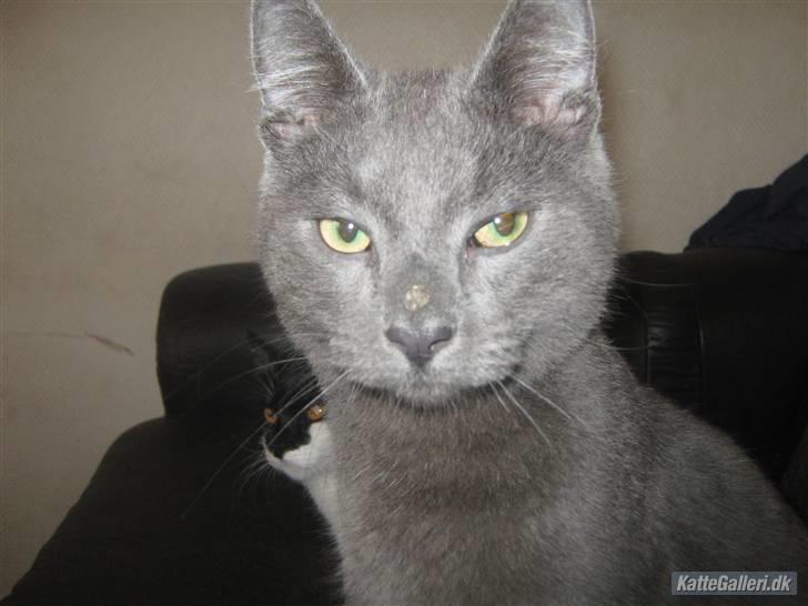 Blanding af racer Bobby billede 4