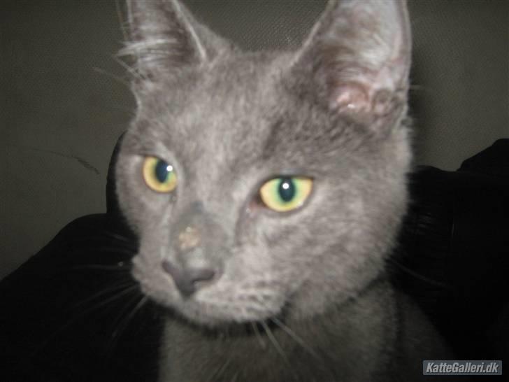 Blanding af racer Bobby billede 5