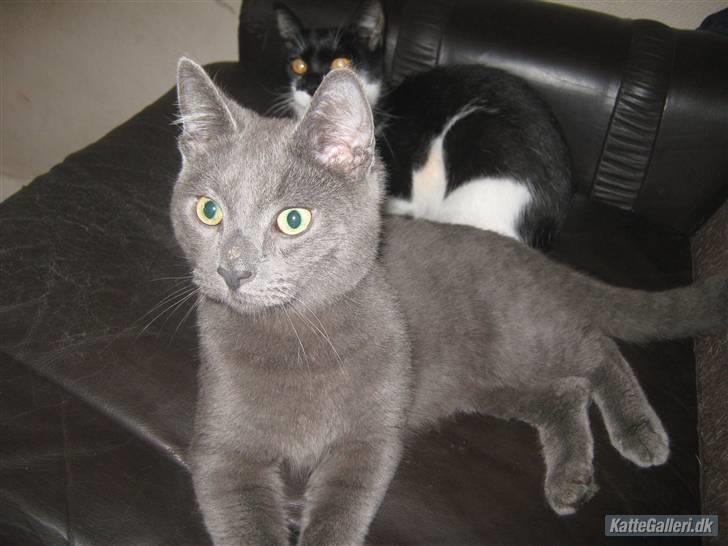 Blanding af racer Bobby billede 6