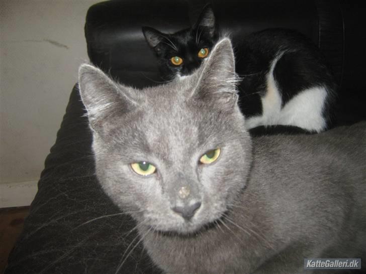 Blanding af racer Bobby billede 7