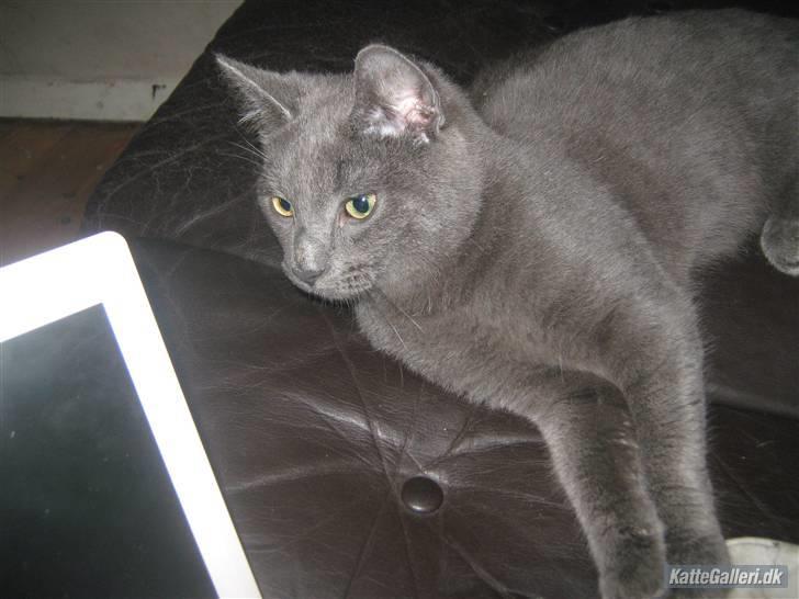 Blanding af racer Bobby billede 8