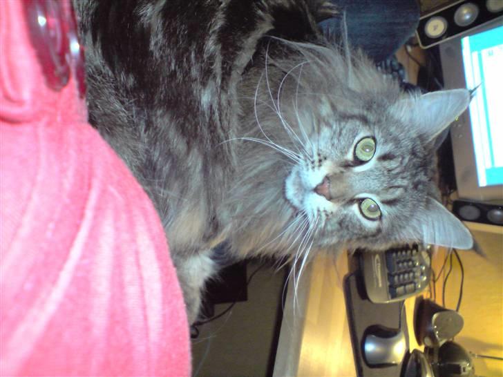 Maine Coon Løve Hulen's Lakoma billede 4