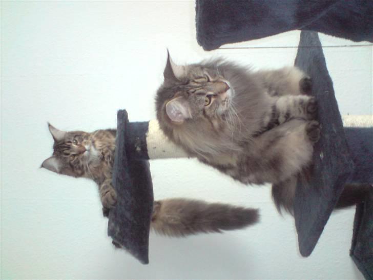 Maine Coon Løve Hulen's Lakoma billede 5